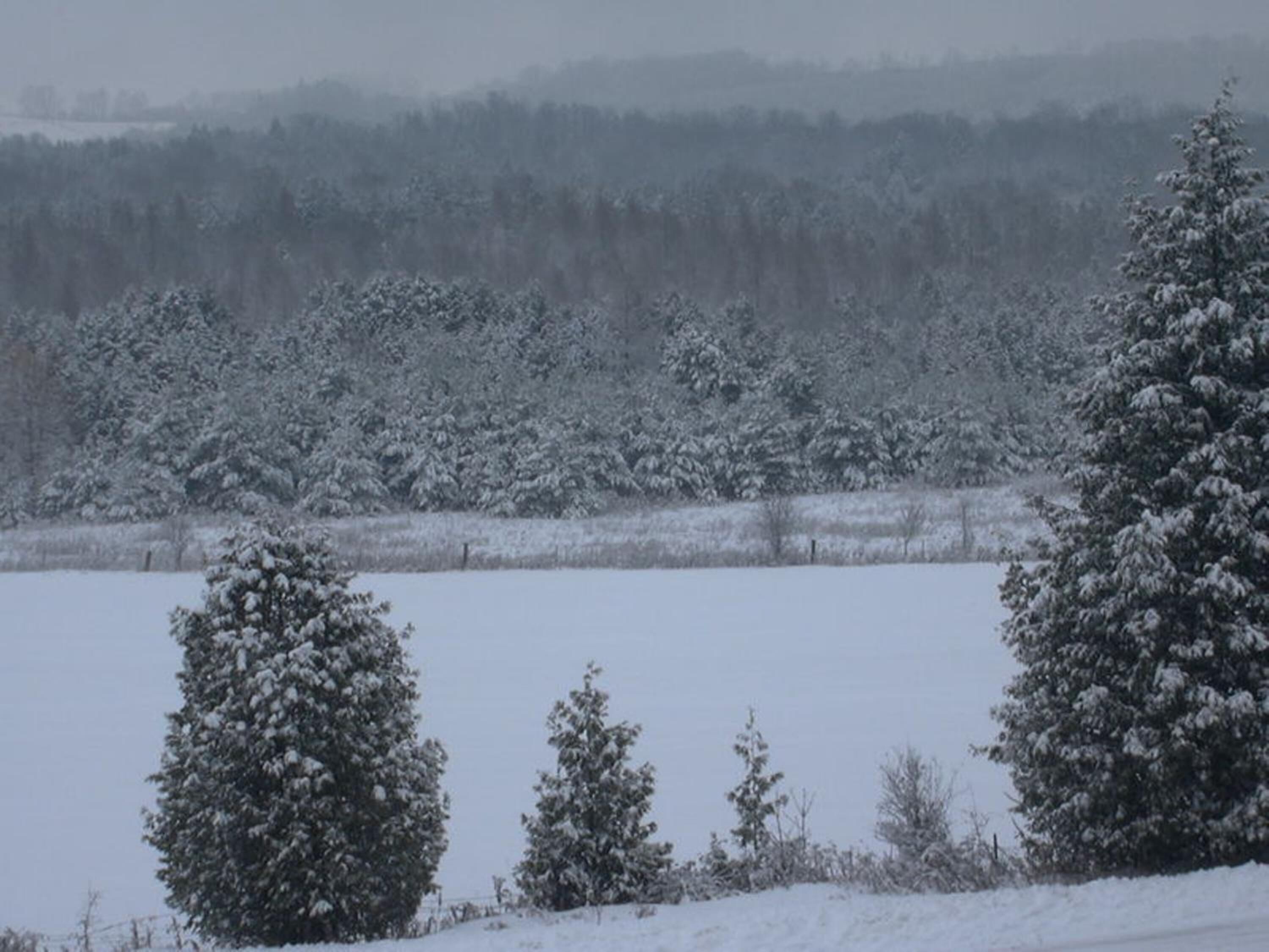 Un paysage enneigé avec des arbres et une clôture.