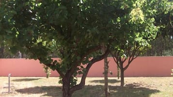 Taman
