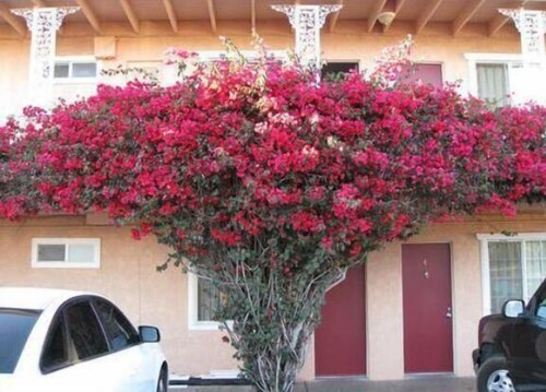 Flamingo Motel Oxnard