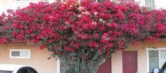 Flamingo Motel Oxnard