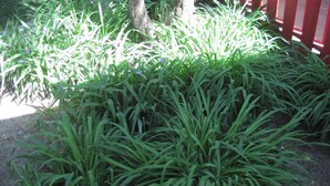 A garden area with green foliage and a red fence in the background. - Rosecourt Motel (Stratford)