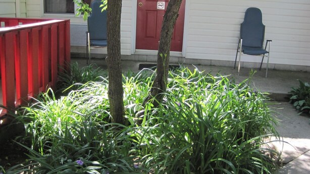 A garden area with tall grass and a red fence. - Rosecourt Motel (Stratford)
