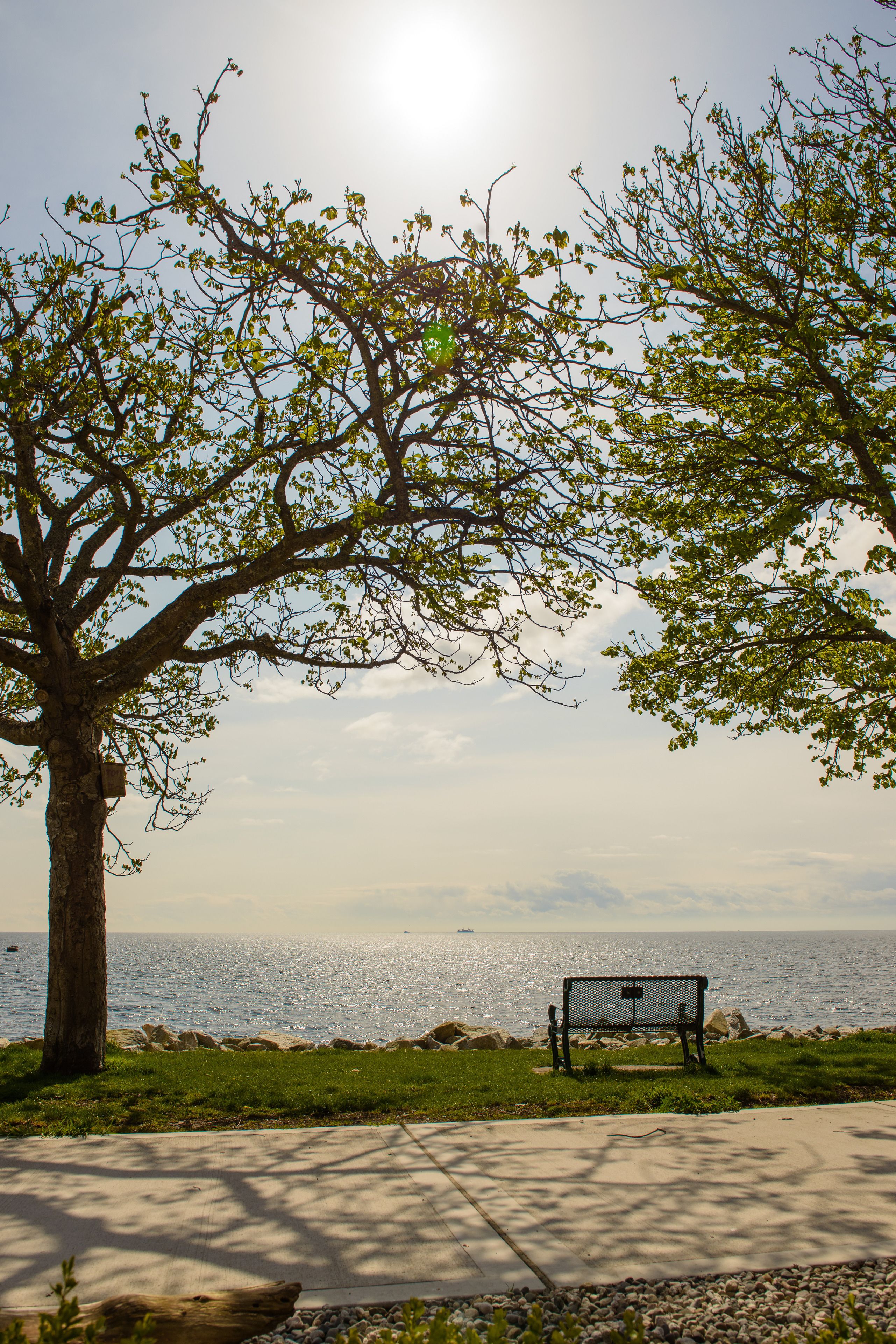 A park bench by a tree overlooking a body of water.