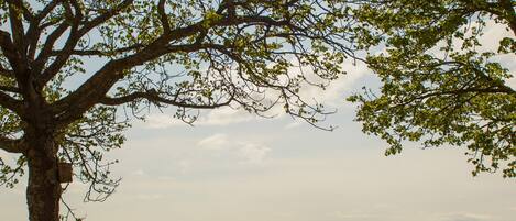 A park bench by a tree overlooking a body of water.
