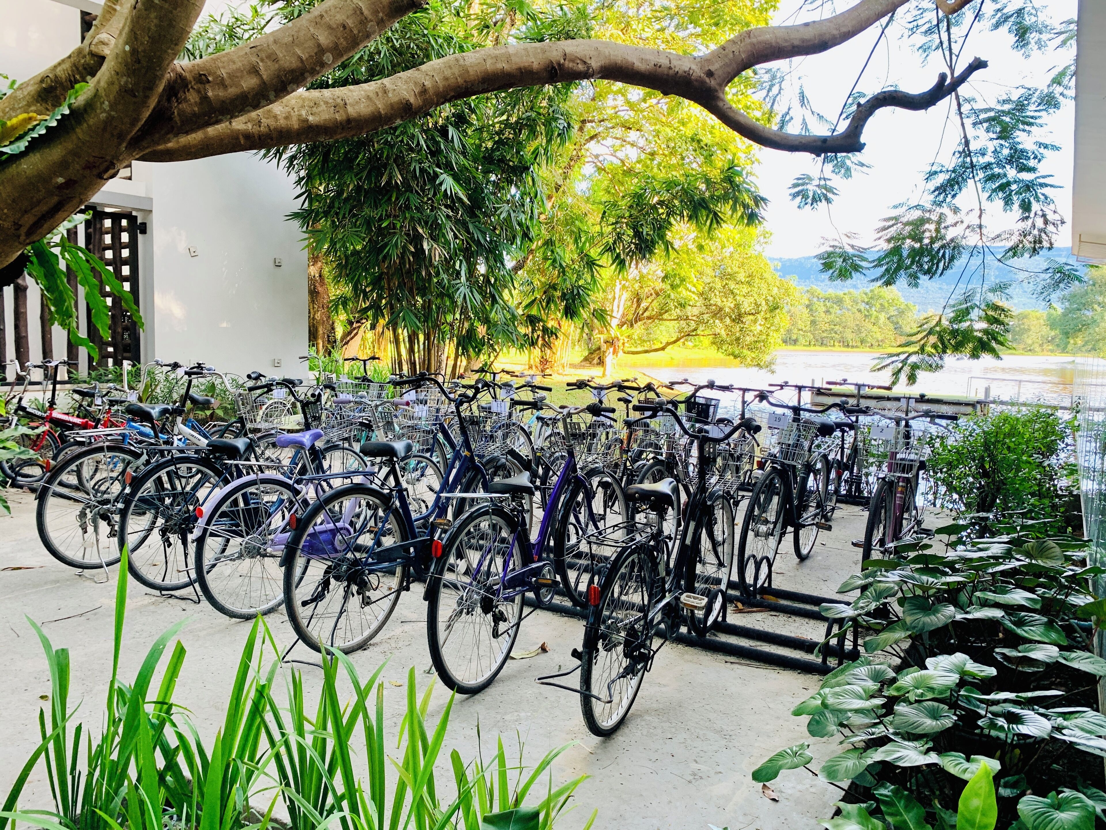 Une rangée de vélos est stationnée dans un espace extérieur, avec vue sur une rivière et la verdure.