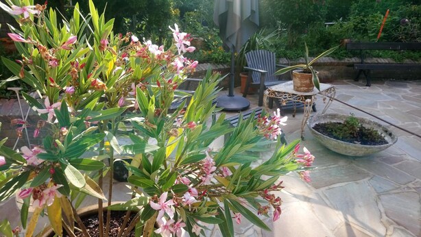 A patio area with a potted plant, a table, and a chair. - Guesthouse Pickery (Bruges)