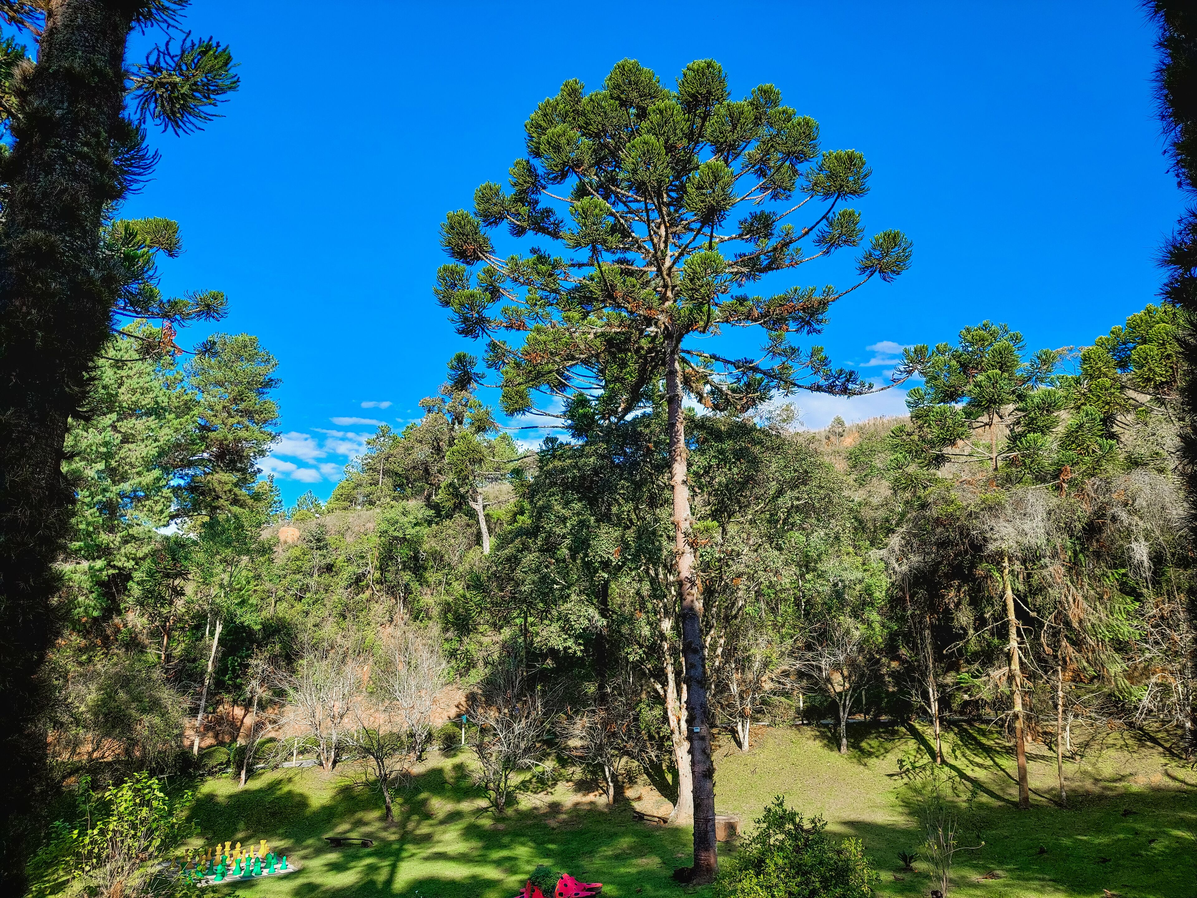 A forested area with a variety of trees, including a prominent pine tree in the center.