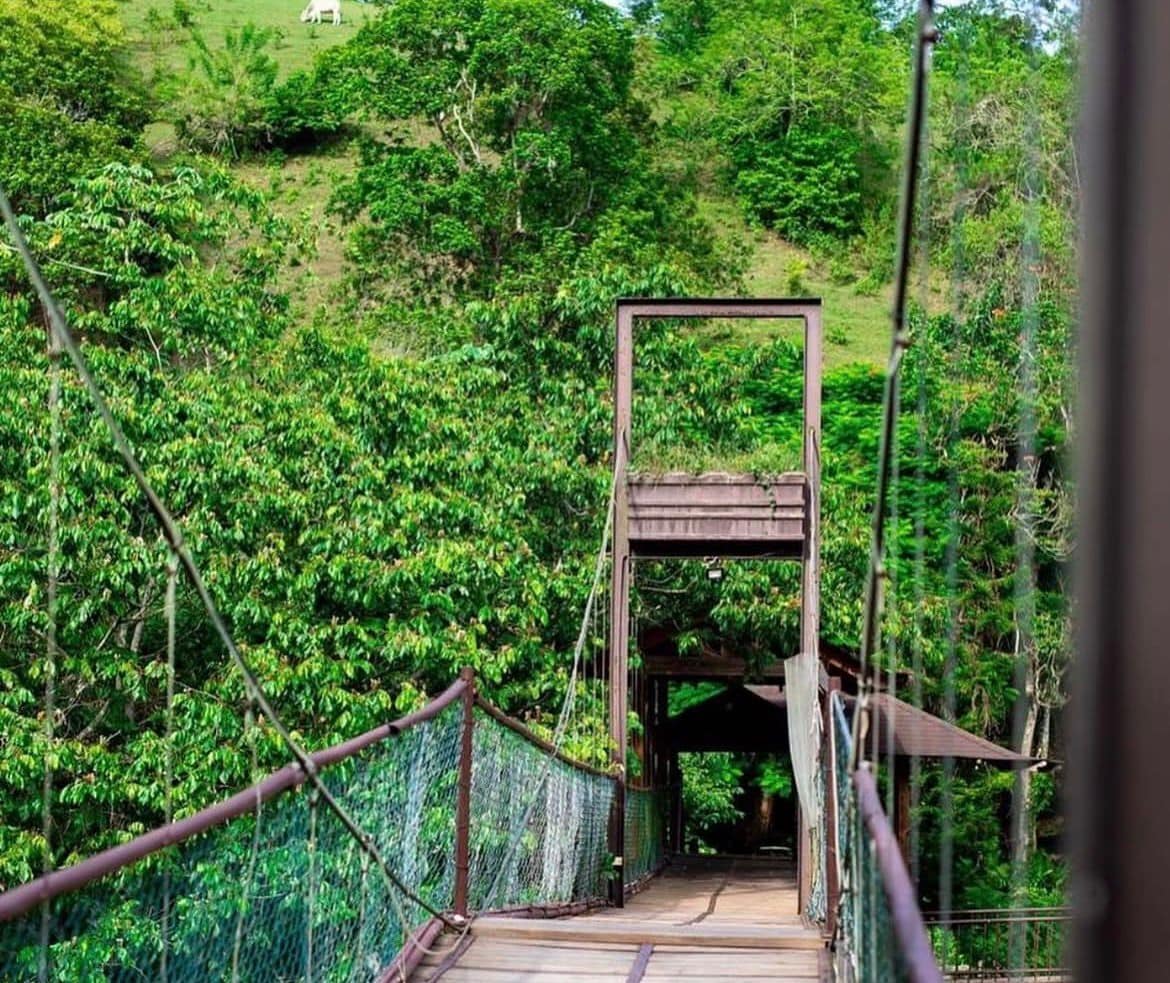 Eine Holzfußgängerbrücke mit Metallgeländer, umgeben von üppigem Grün.