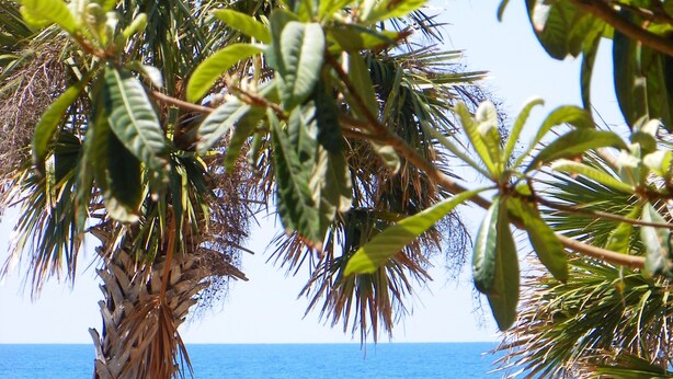 Ein Strand mit einer Palme, einem blauen Sonnenschirm und einer Reihe von Liegestühlen.