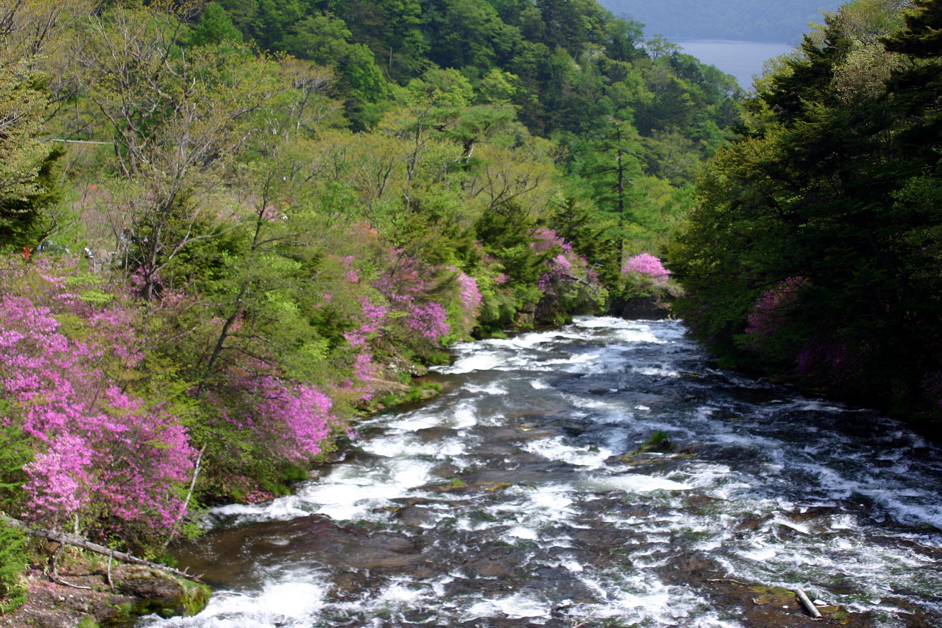 A river flowing through a forested area with dense greenery and pink flowering trees.