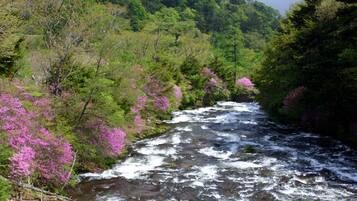 A river flowing through a forested area with dense greenery and pink flowering trees.