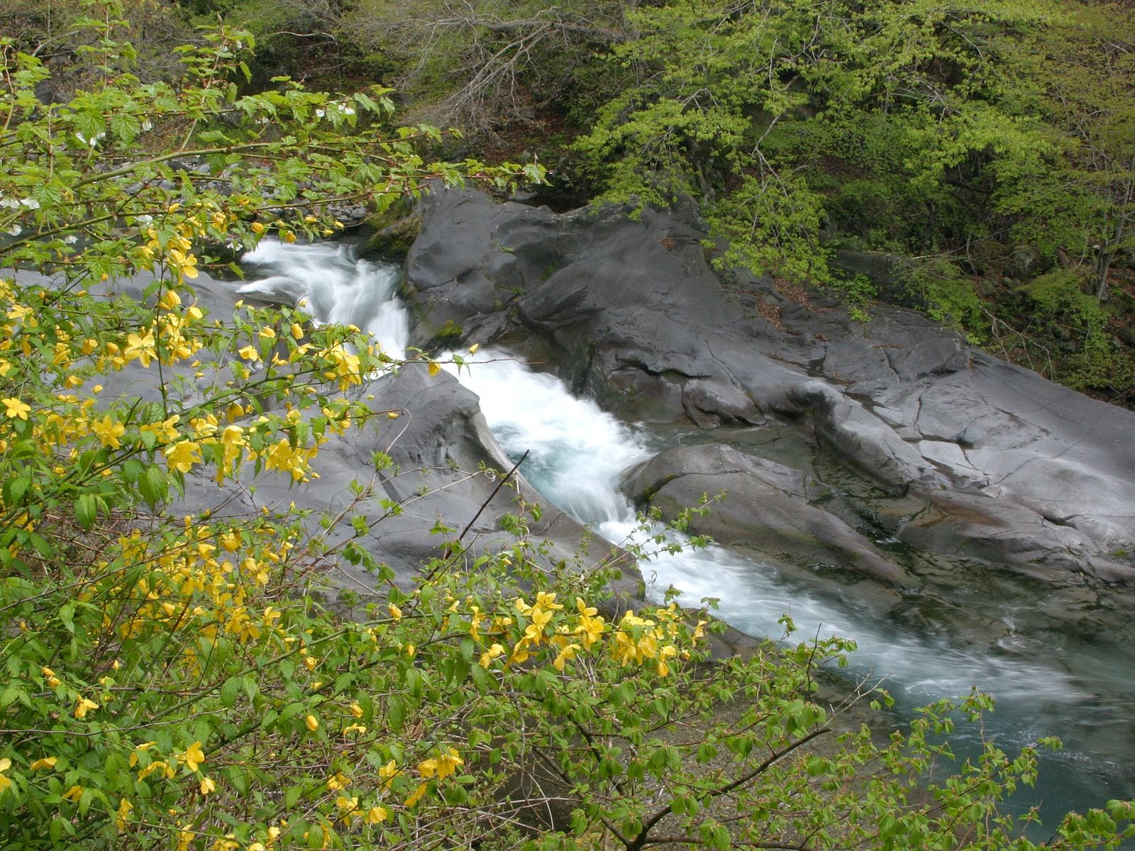 Paisaje natural con cascada que fluye sobre rocas, rodeado de vegetación y flores amarillas.