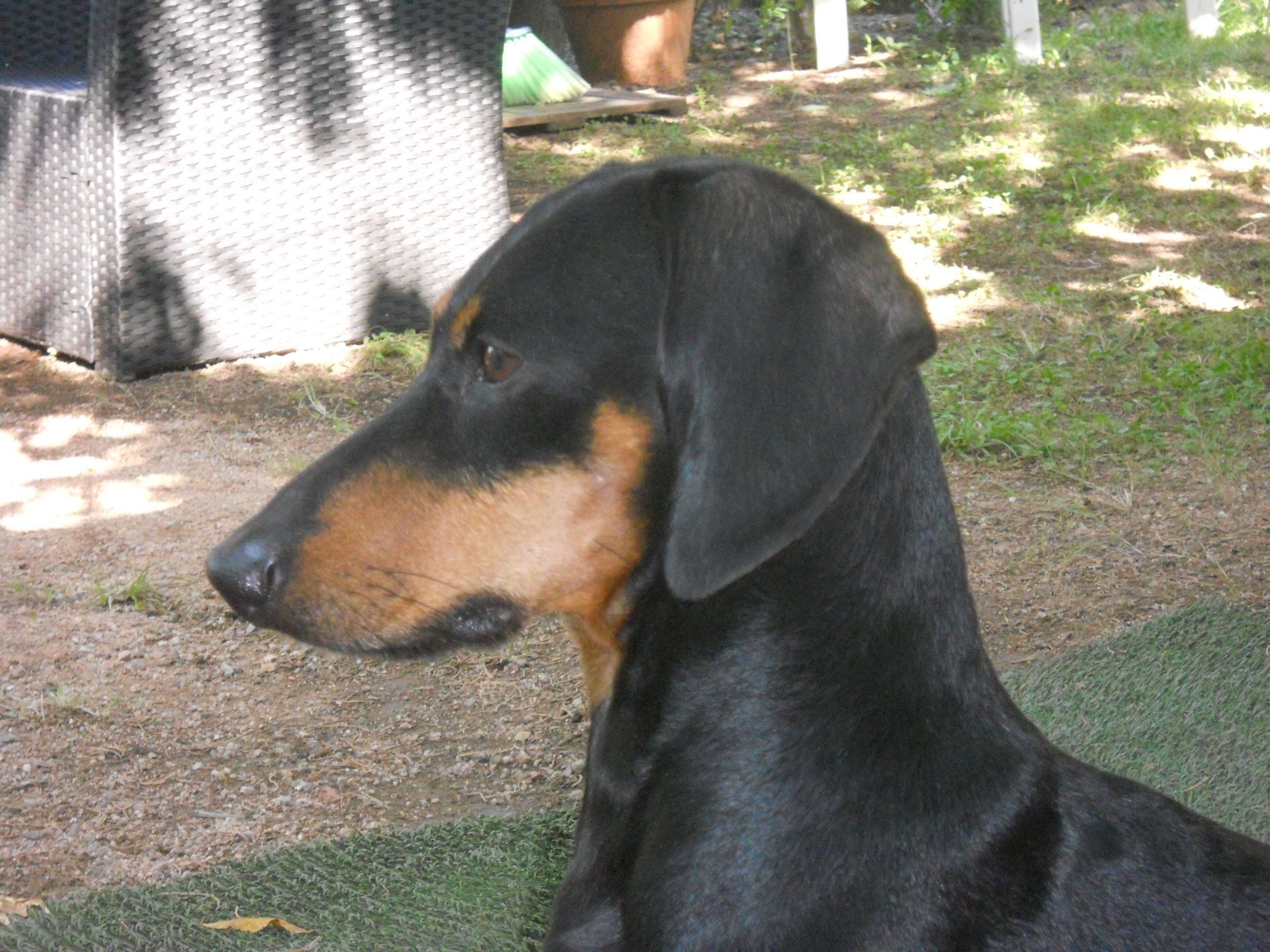 Un perro negro con manchas color crema sentado sobre césped.