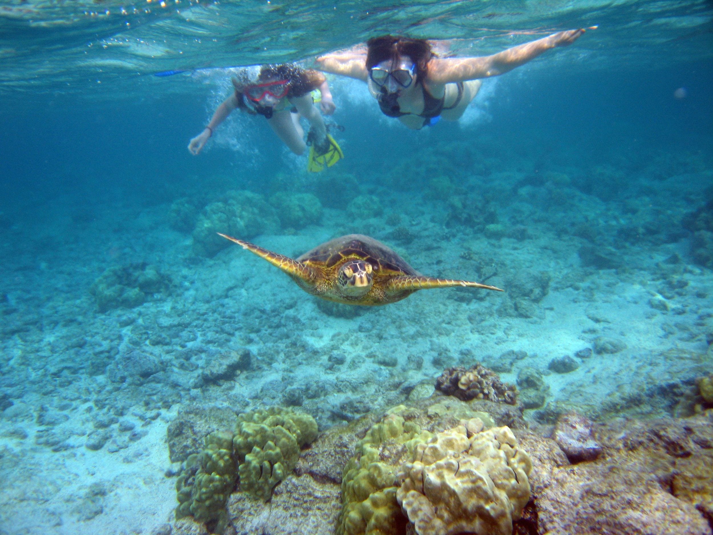 A diver swimming underwater with a sea turtle.