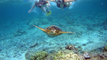 Un buzo nadando bajo el agua con una tortuga marina.
