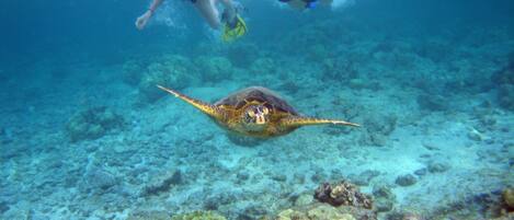 A diver swimming underwater with a sea turtle.