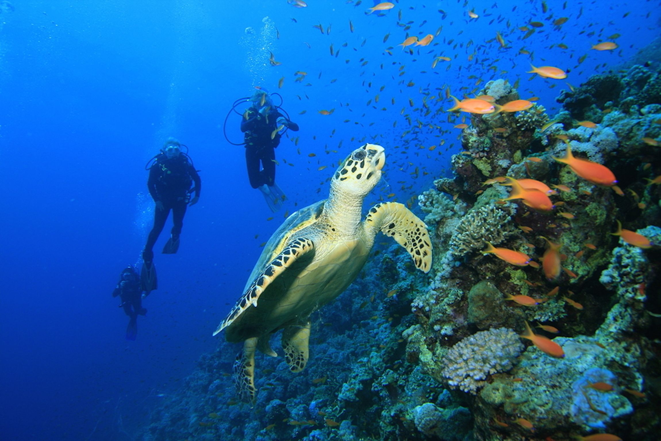 Un buceador y una tortuga marina en aguas azul turquesa, con un arrecife de coral al fondo.