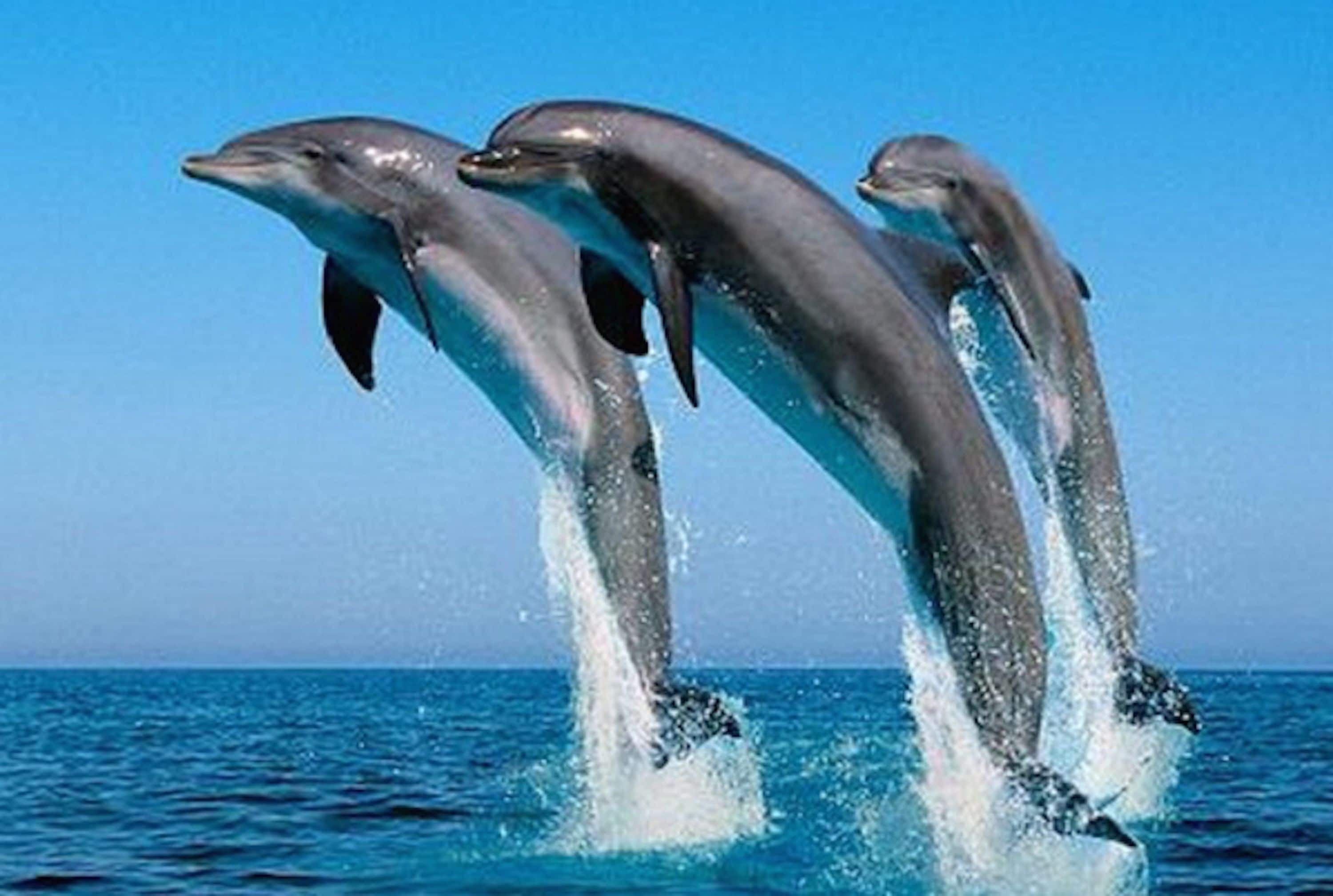 Three dolphins leaping out of the water.