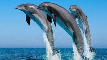 Three dolphins leaping out of the water.