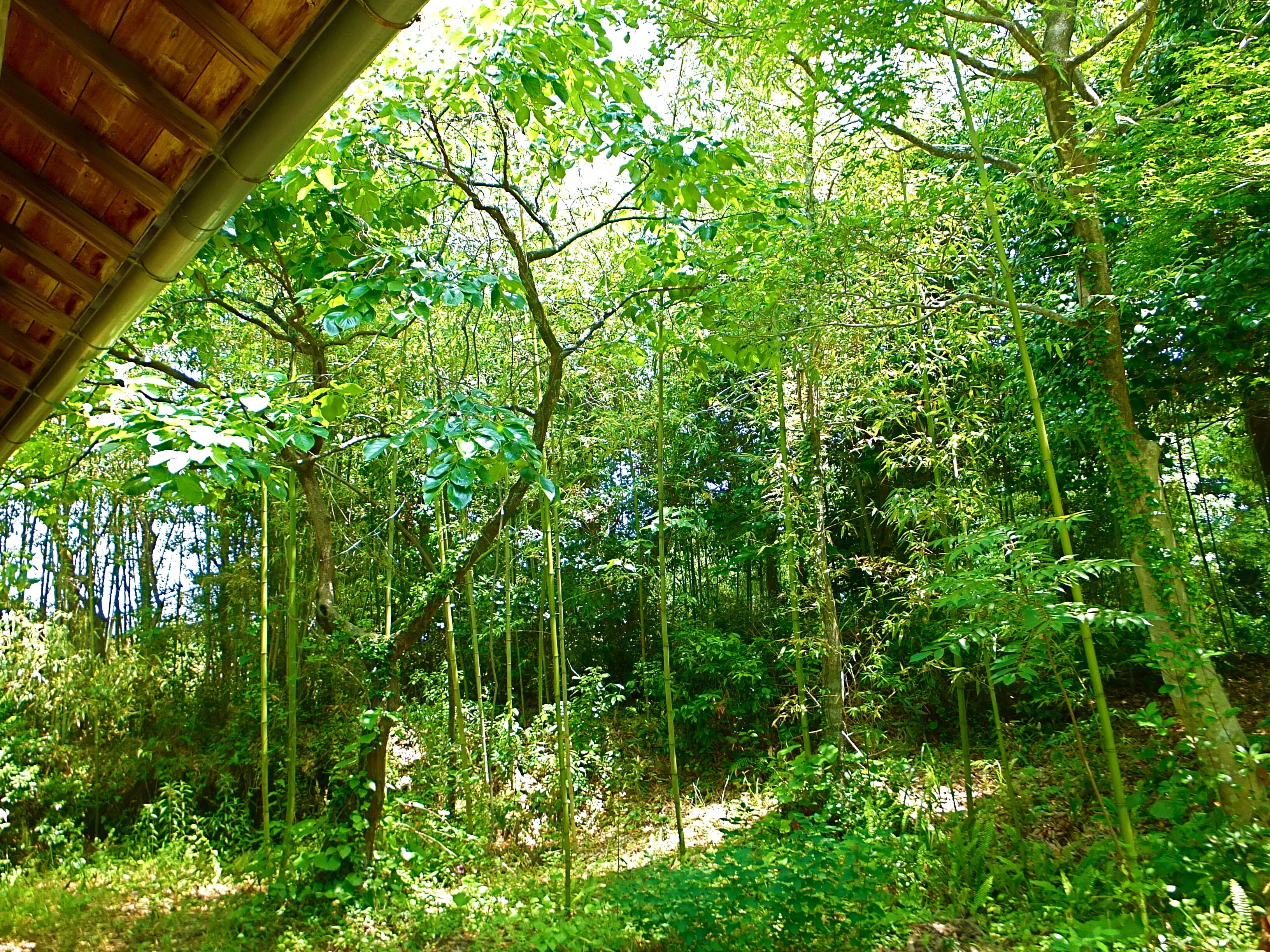 A dense forest with tall trees and a wooden structure in the foreground.