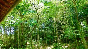 A dense forest with tall trees and a wooden structure in the foreground.
