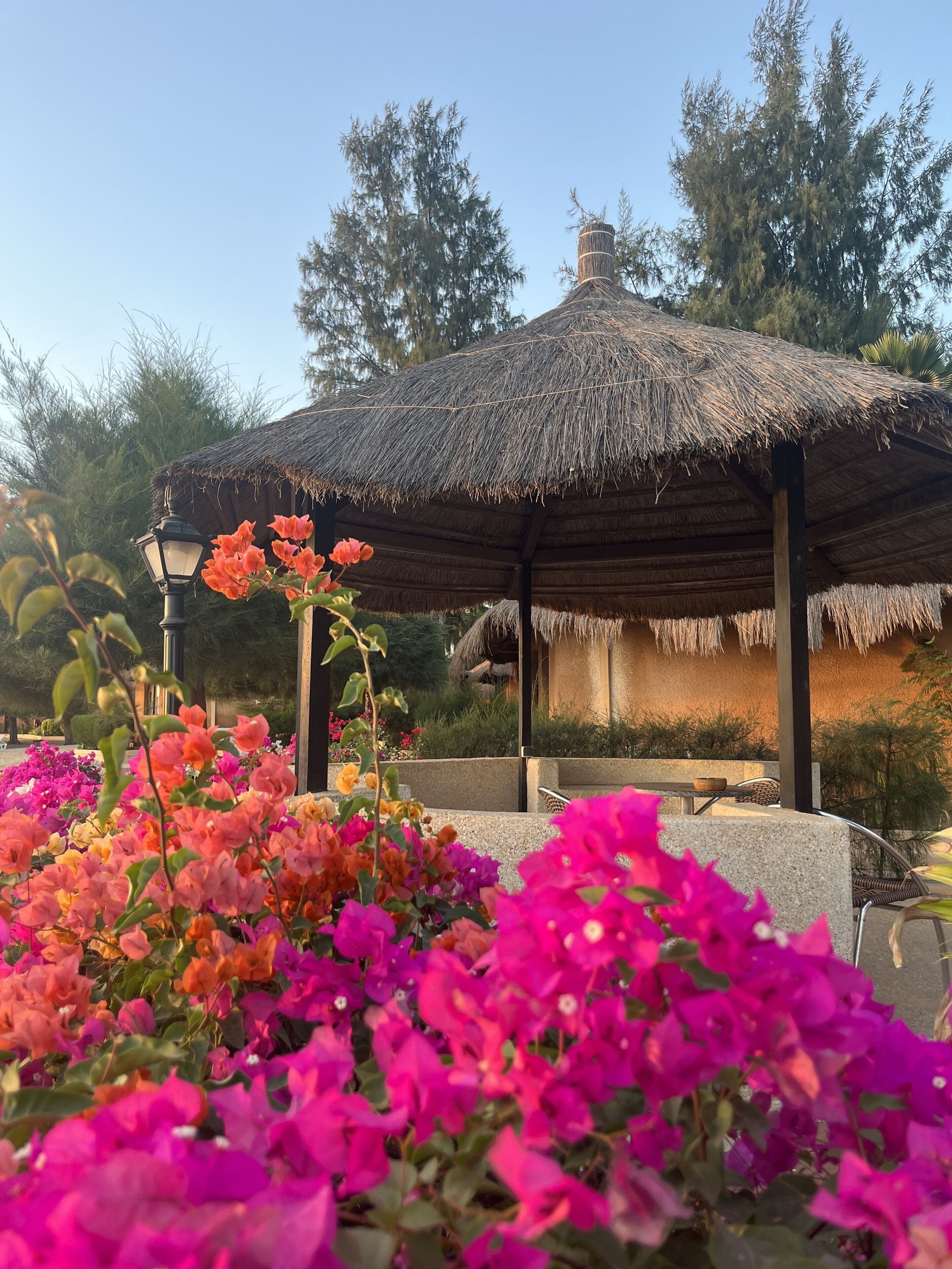 A thatched-roof pavilion with a stone bench and a table, surrounded by vibrant bougainvillea flowers.
