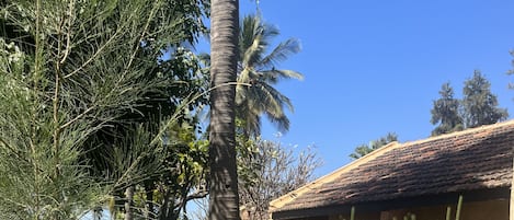 A house with a tiled roof, surrounded by lush greenery and palm trees.