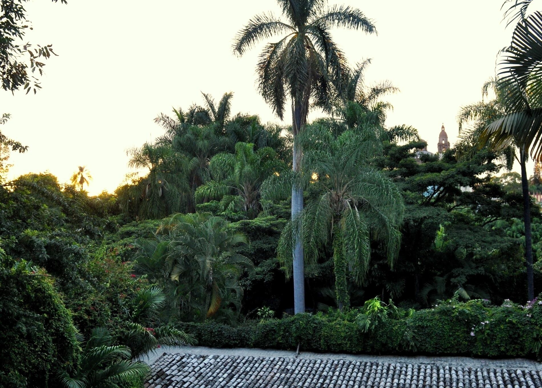 Un exuberante jardín con diversas plantas tropicales y una palmera.