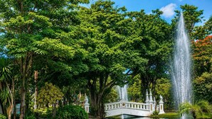 Un jardín tranquilo con un puente, una fuente y abundante vegetación.