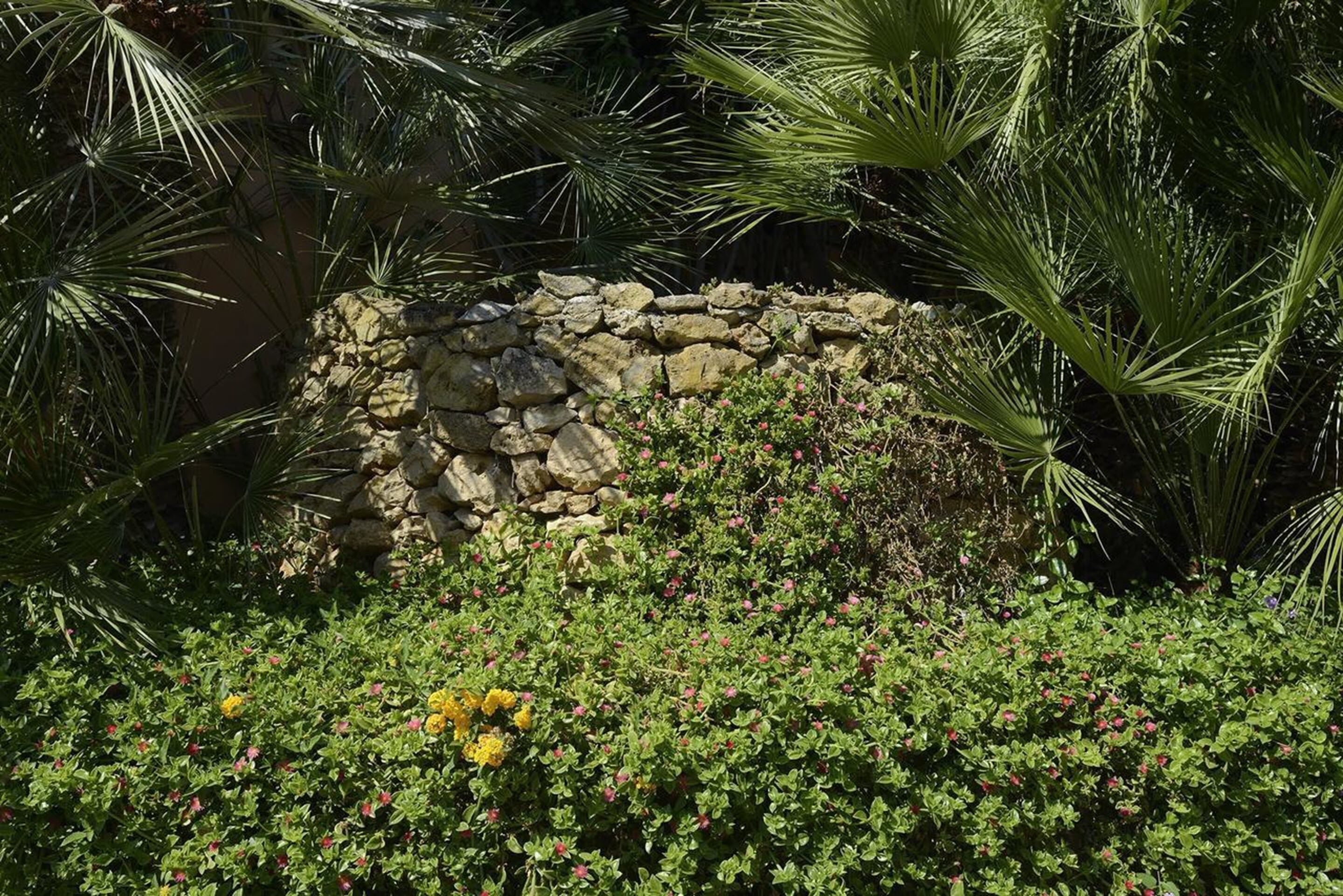 Un jardín con muro de piedra, diversas plantas y una palmera.