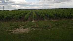 A vineyard with rows of grapevines under a cloudy sky.