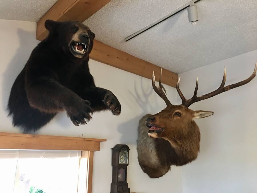 A room with a mounted bear and elk head on the wall, a wooden ceiling, and a clock.