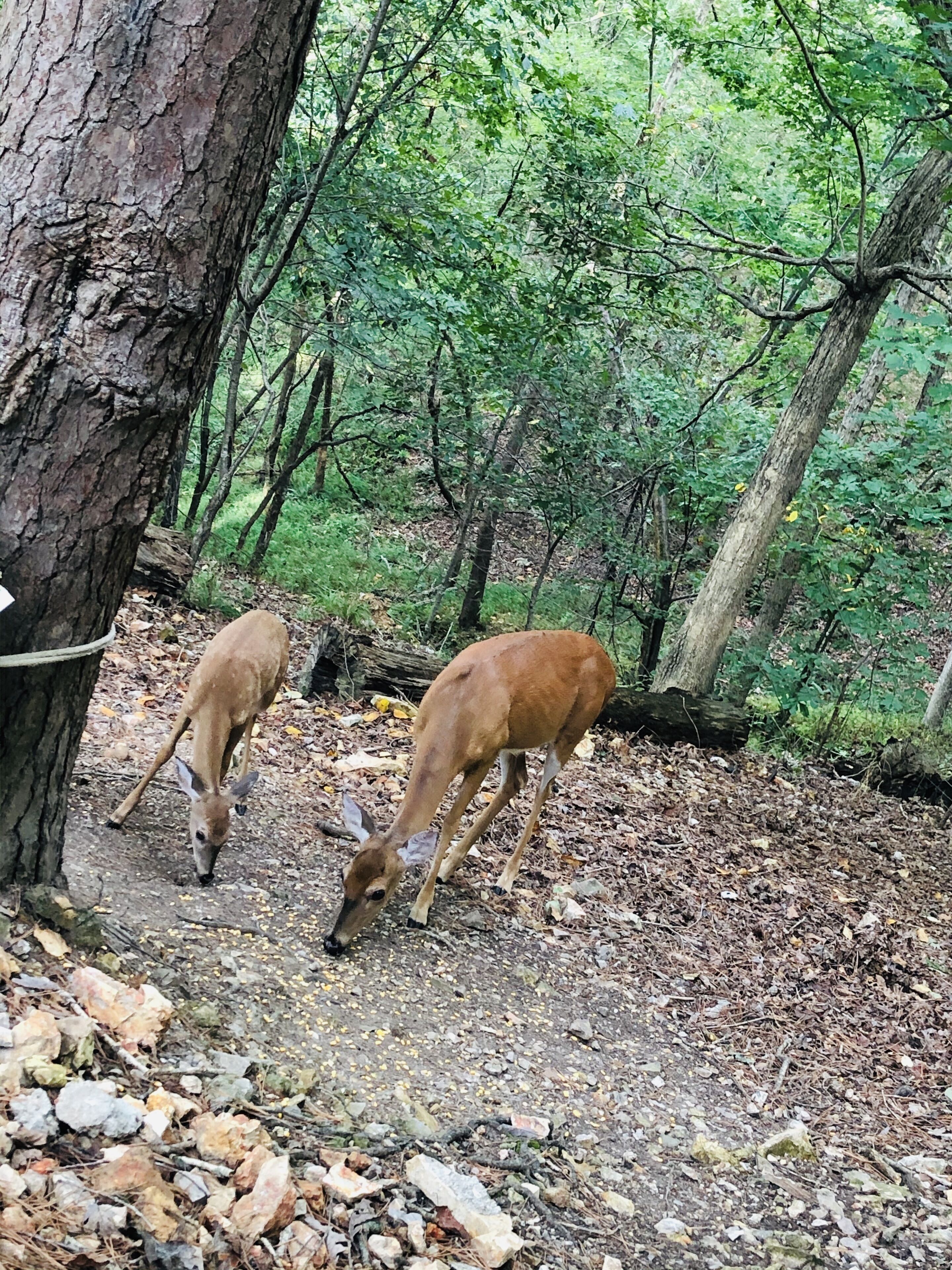 A forested area with two deer grazing near a tree.