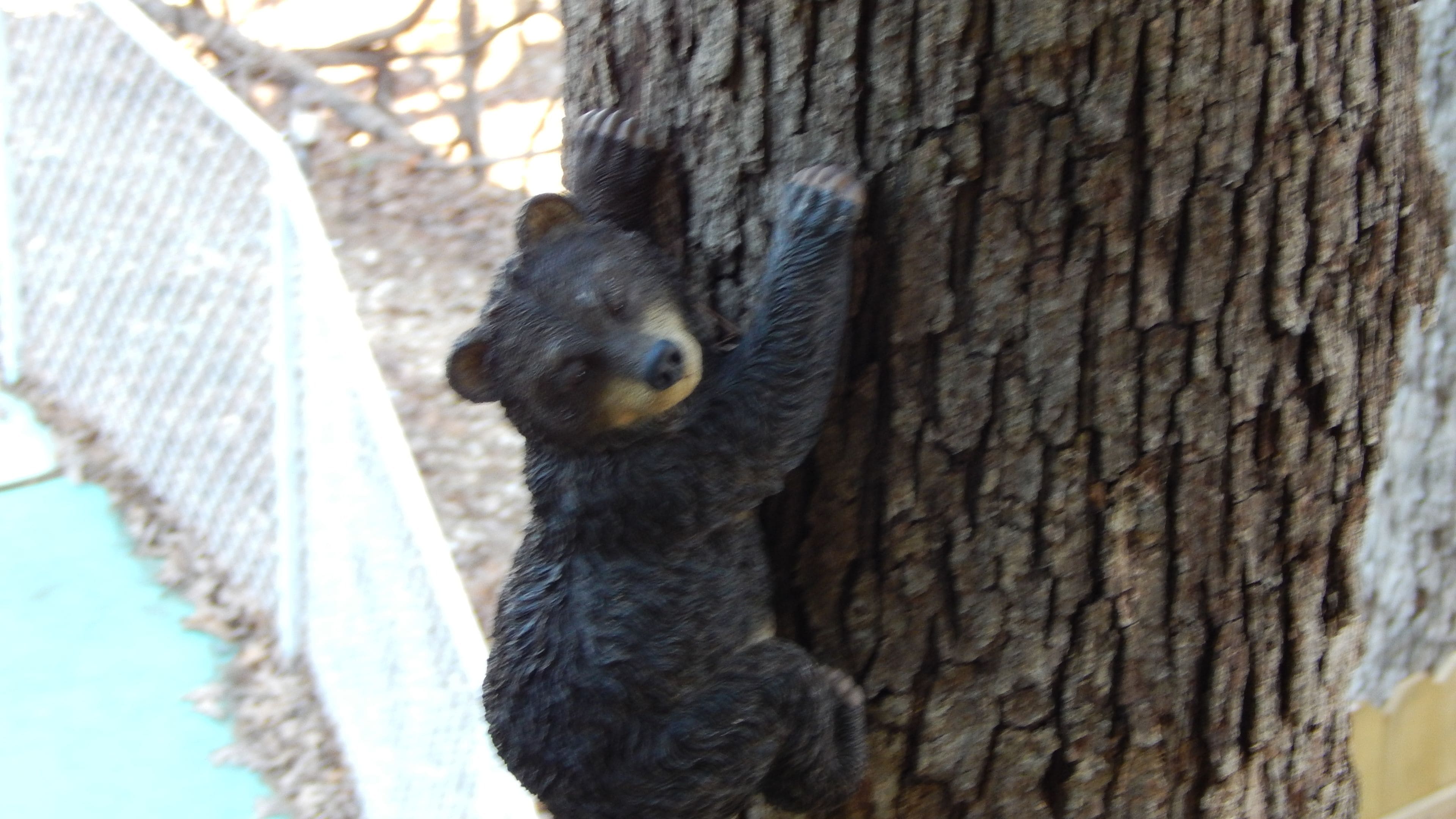 Un oso trepando a un árbol.
