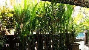 A lush indoor garden with various tropical plants, a concrete floor, and a pool area in the background. - Waringin Home Stay (Kuta)