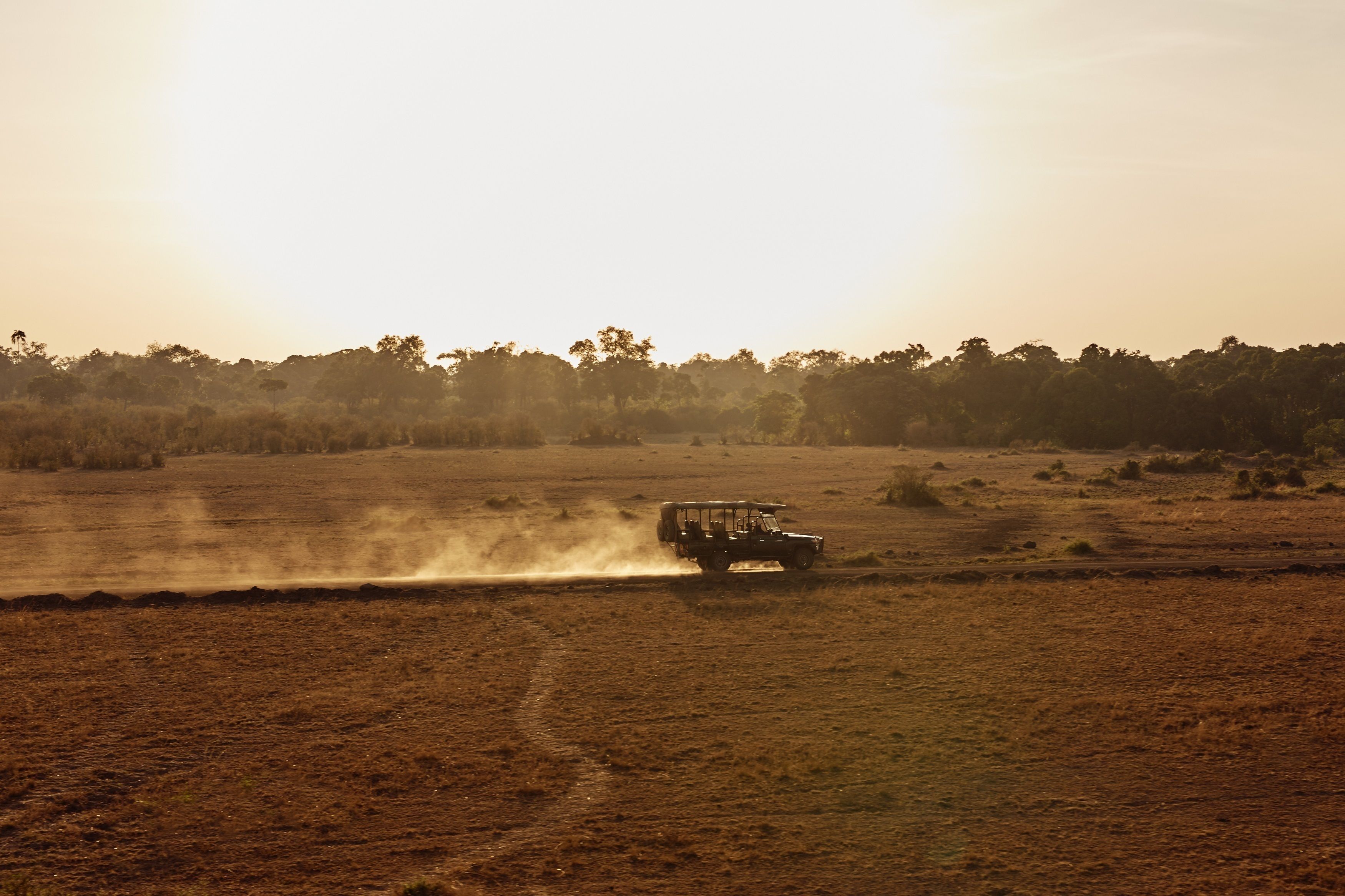 Safari
