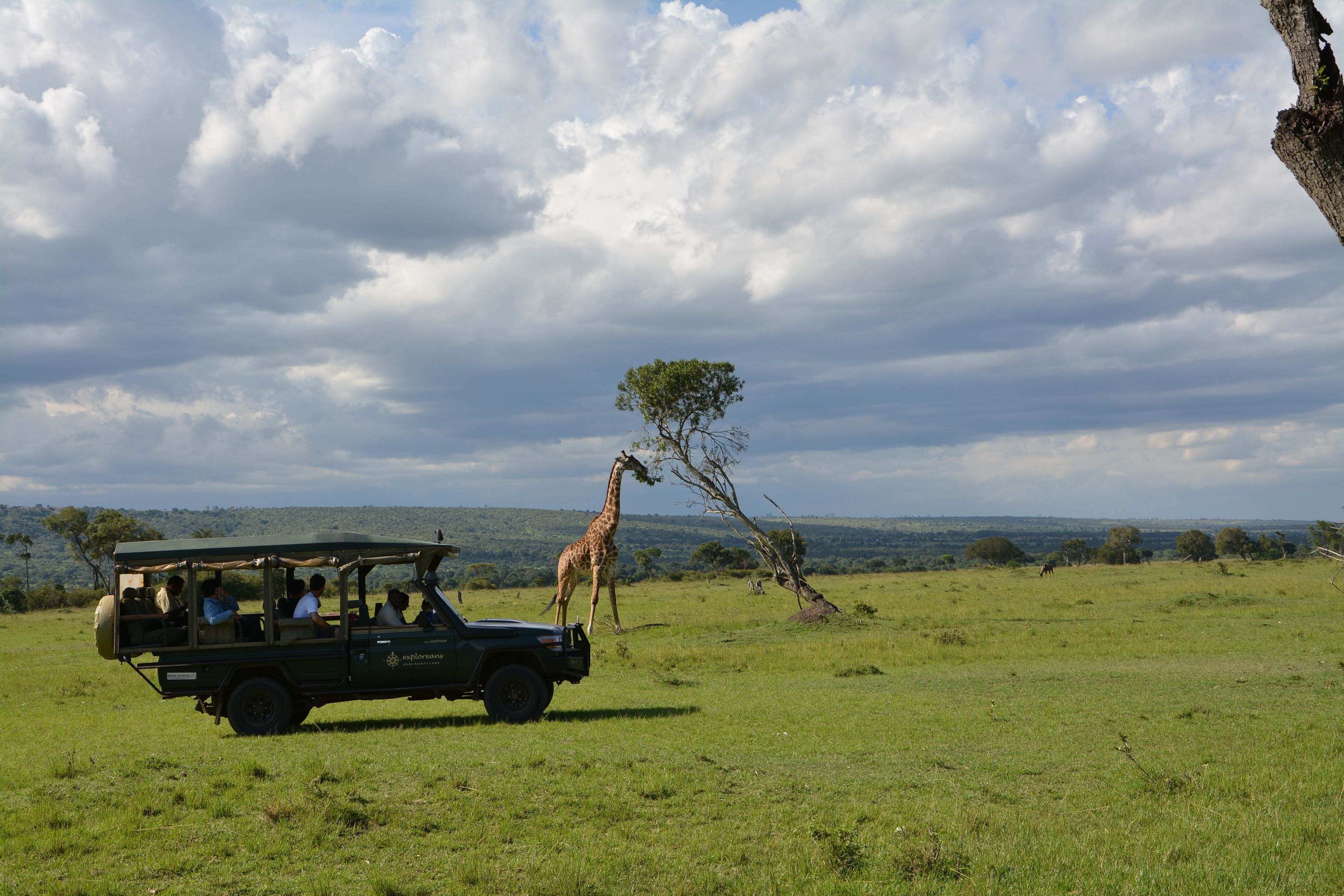 Safari