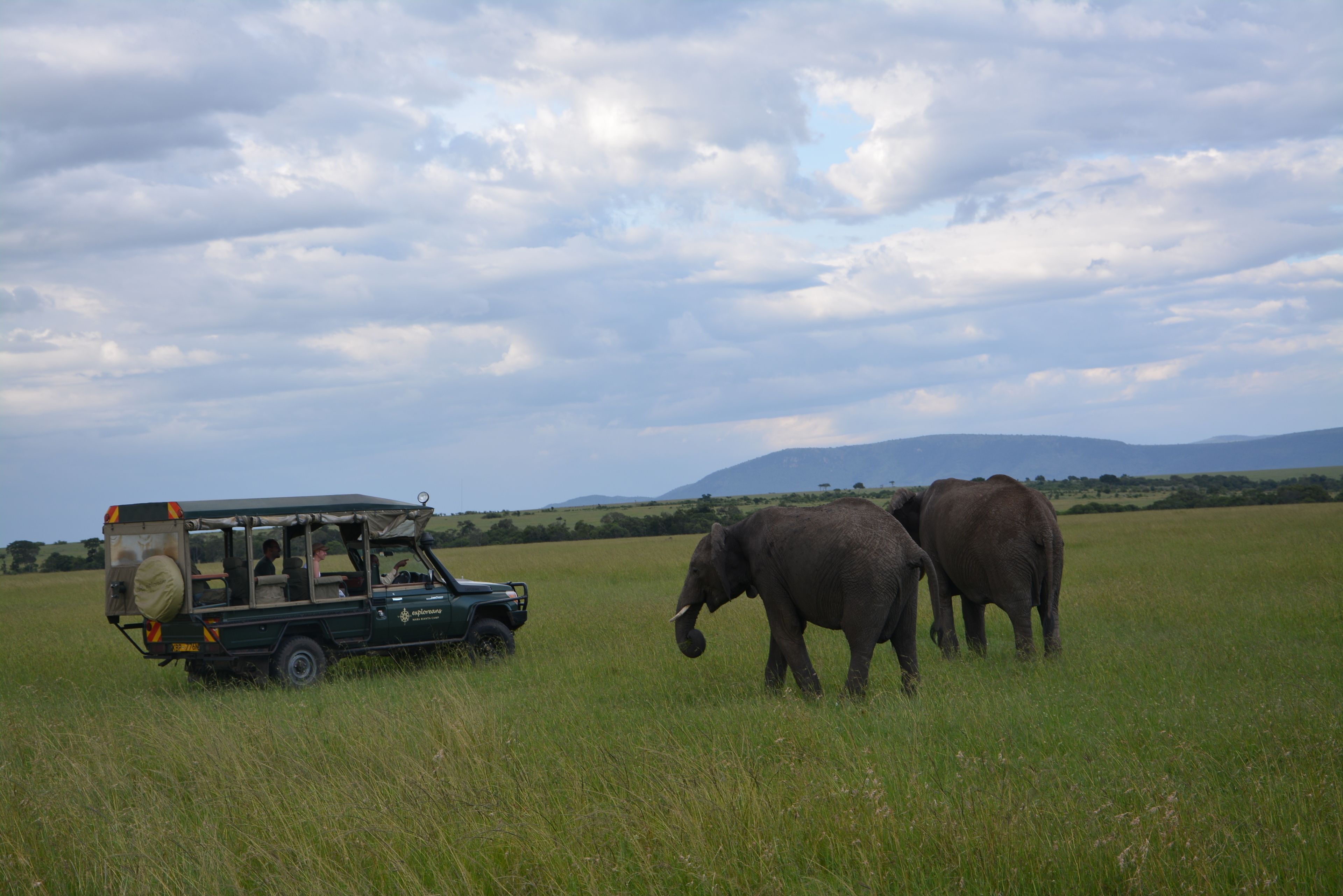 Safari