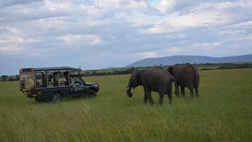 Safari