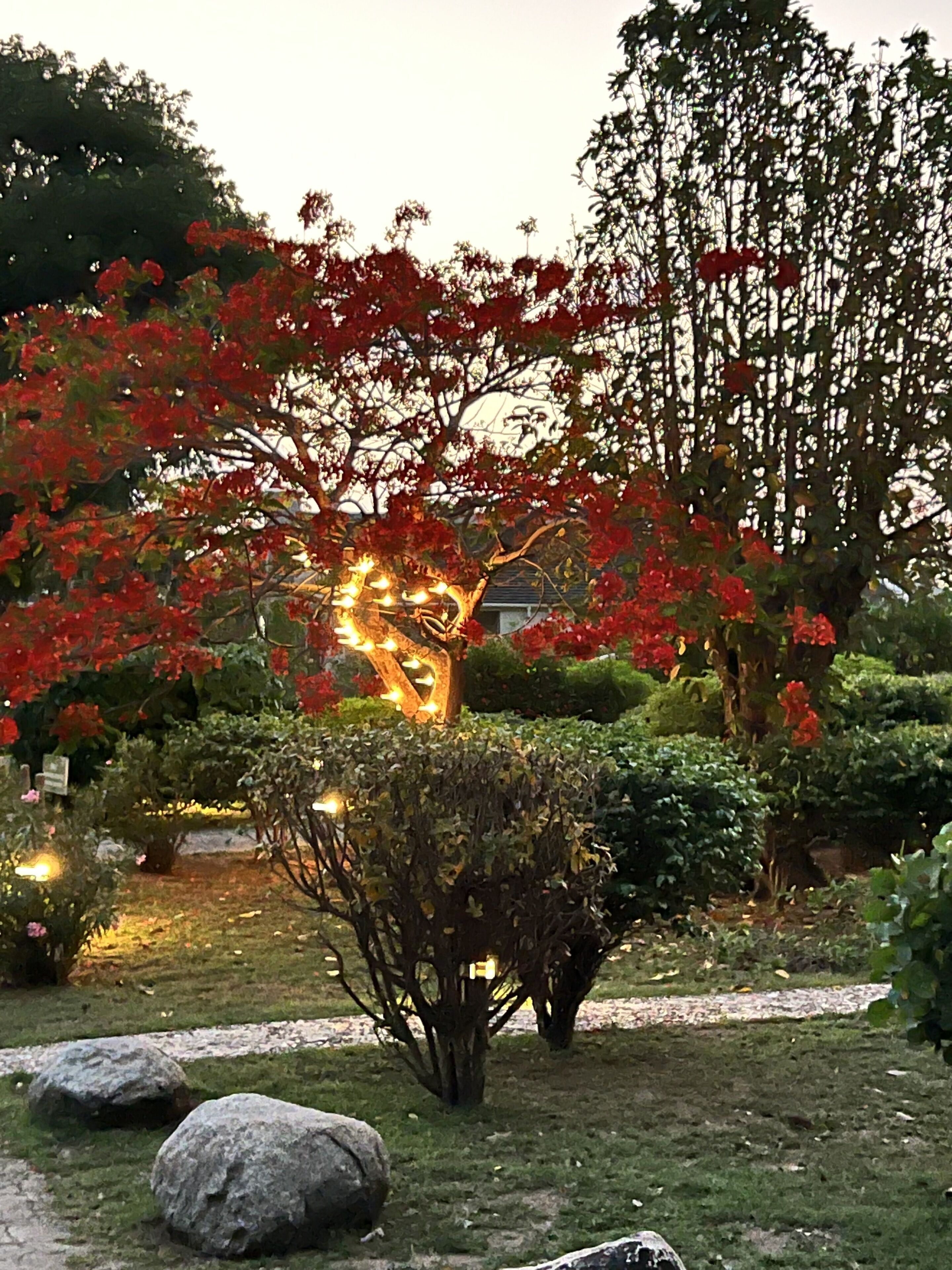 A garden with a tree adorned with red flowers, a small illuminated structure, and large rocks.
