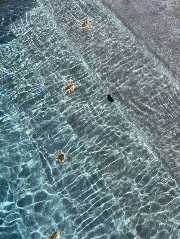 A clear view of a beach with shallow water and a turtle swimming.