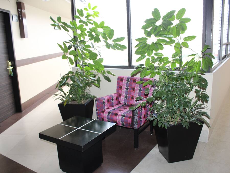 A hallway with a black table, a floral chair, and two potted plants.