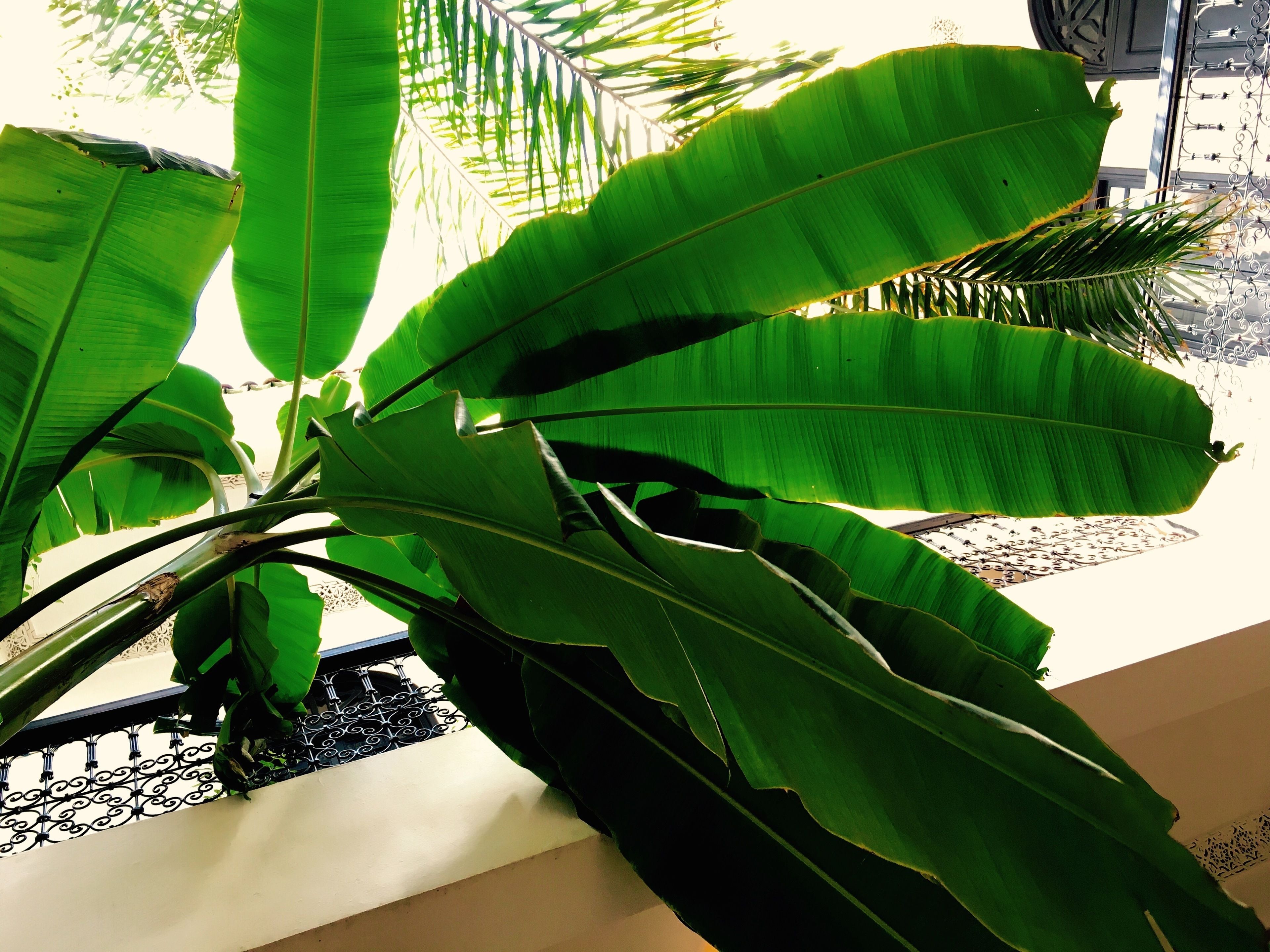 Una planta en maceta con hojas verdes grandes en una habitación con pared blanca y baranda decorativa de metal.