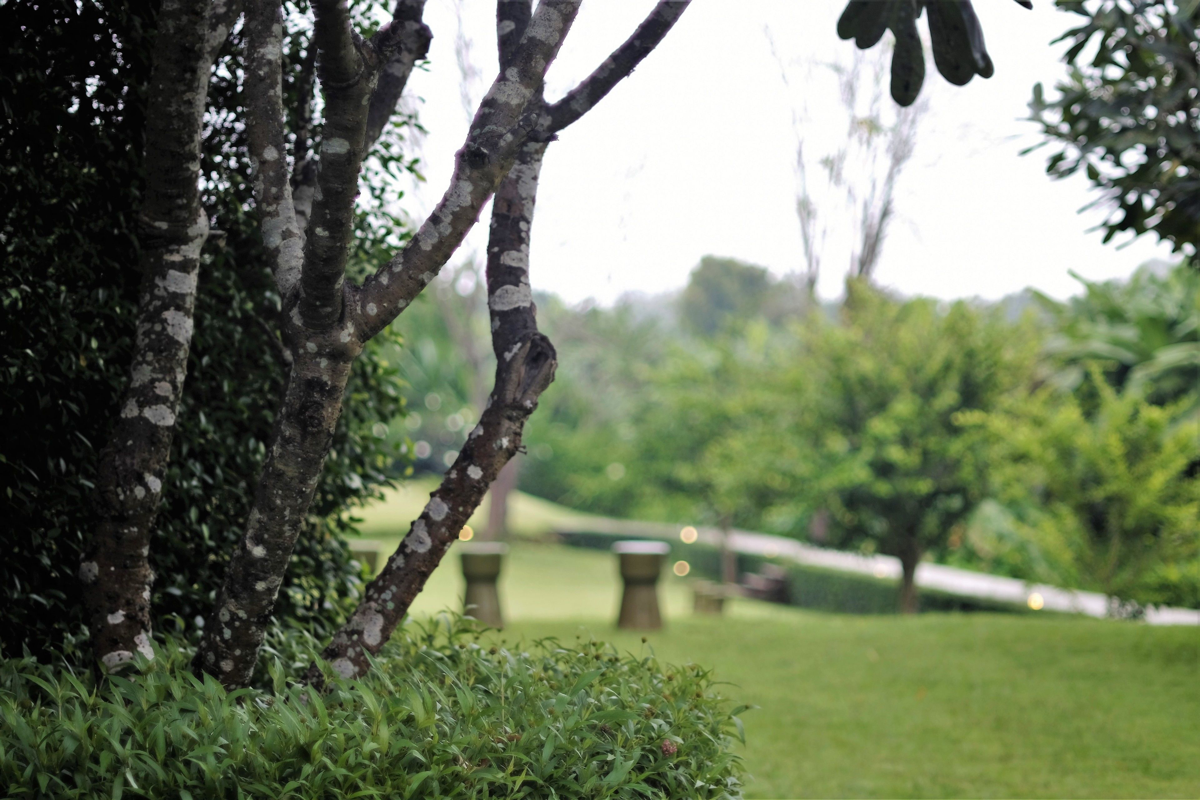 A tree with textured bark and a grassy area with a blurred background.