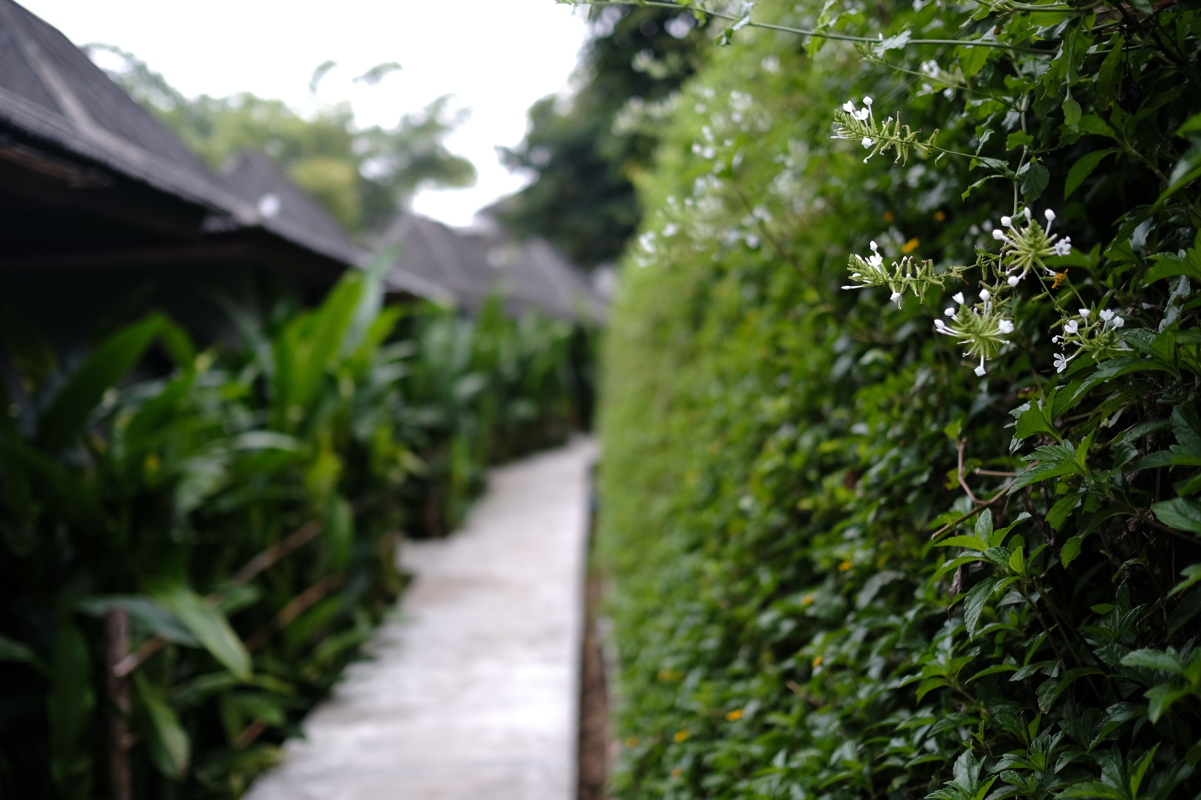 A pathway flanked by dense green foliage and small white flowers, leading to a structure with a dark roof.