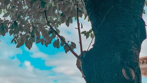Señalización para una sauna y spa, un árbol y un edificio con terraza.