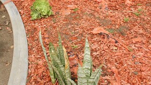 Un área ajardinada con una palmera, acolchado rojo y diversas plantas.