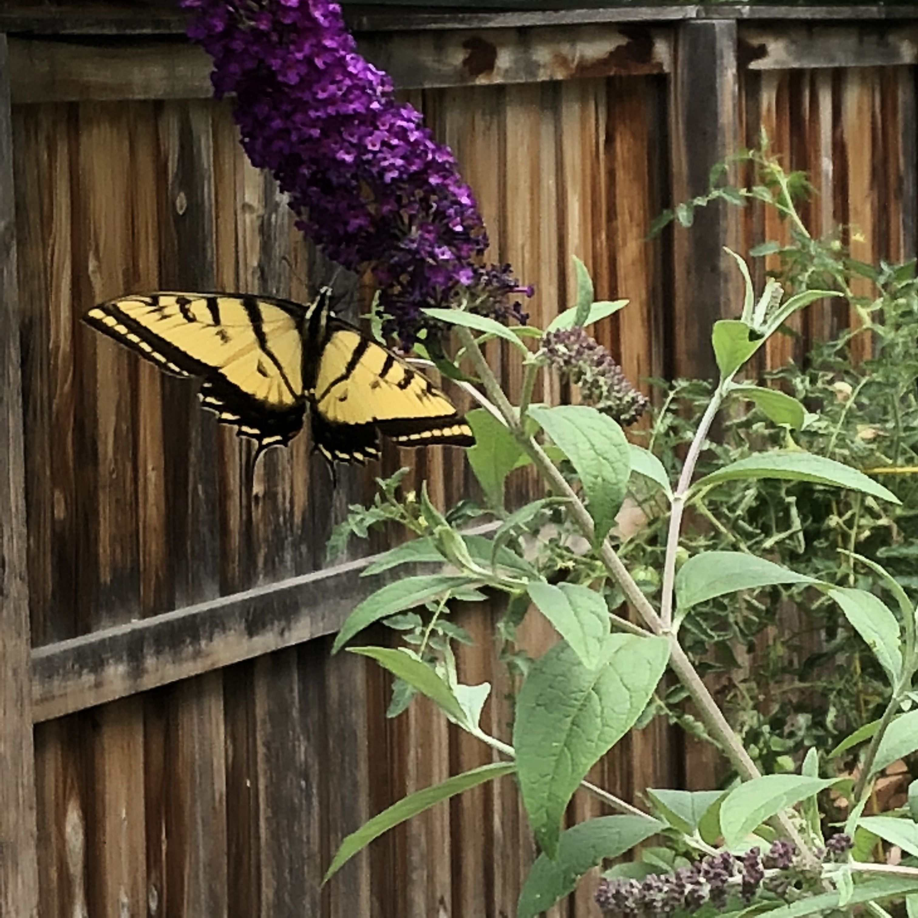 A butterfly on a purple flower.