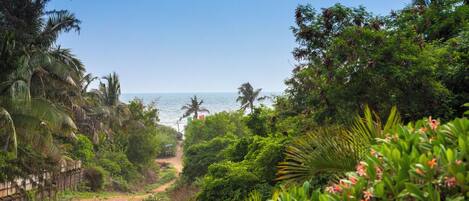 A pathway leading to a beach with dense tropical vegetation and palm trees.