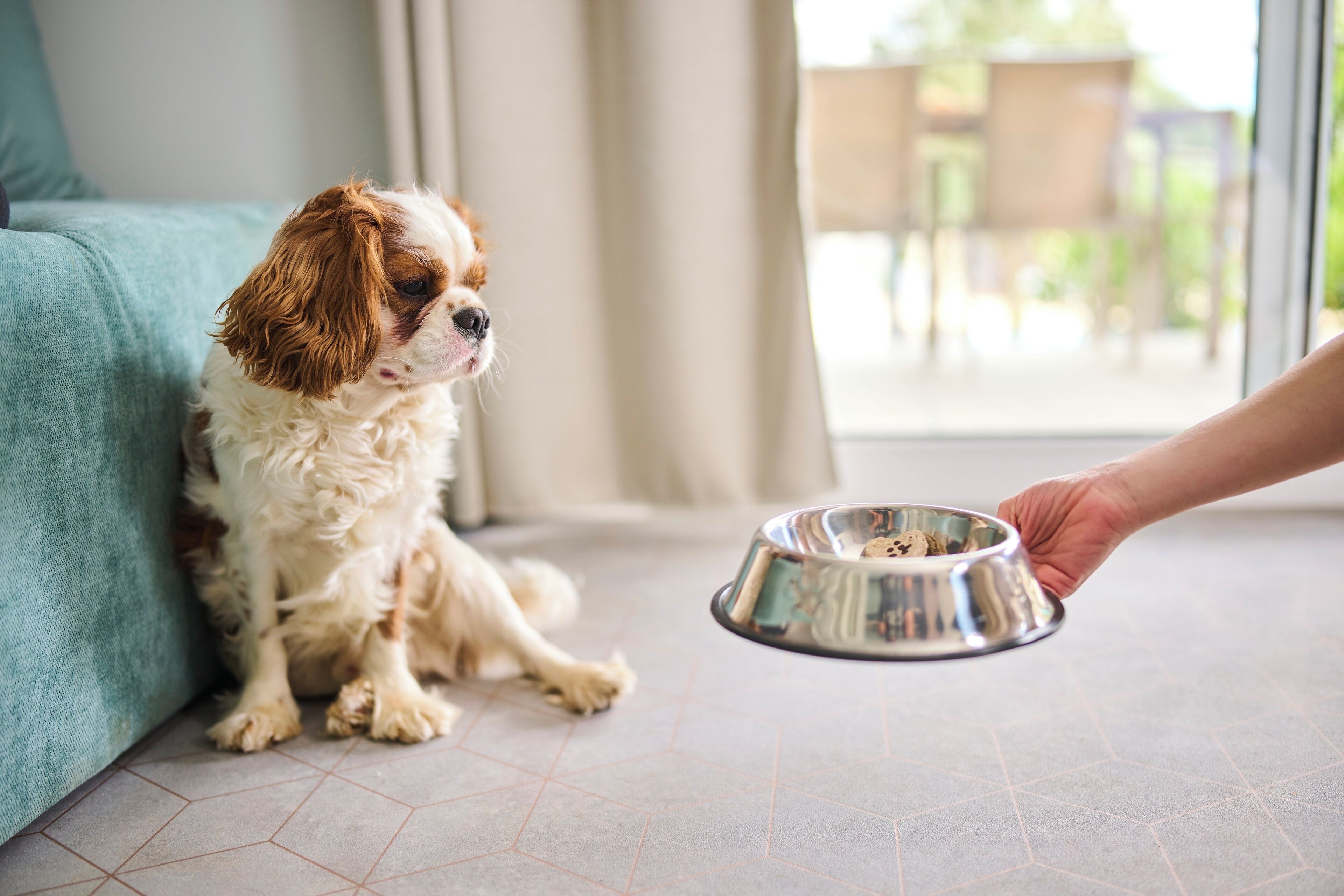Un chien est assis sur un sol carrelé, à côté d’un canapé, avec un bol en métal devant lui.